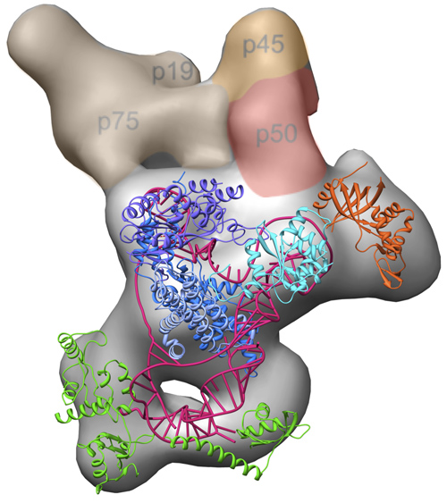 The three-dimensional electron microscopy structure of the complete Tetrahymena telomerase enzyme complex, with previously solved high-resolution structures modeled in. Image credit: Jiansen Jiang, Edward Miracco/UCLA Chemistry and Biochemistry