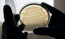 E. coli bacteria have been made to produce diesel fuel. Image credit: Marian Littlejohn