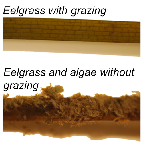 Comparison of algae fouling on eelgrass with and without grazers. Copyrighted photo courtesy of Matthew Whalen/UC Davis. Copyrighted photo courtesy of Matthew Whalen/UC Davis.