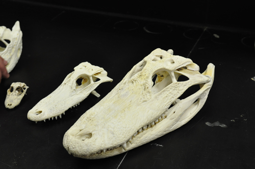 Crocodile Skulls. Crocodilians’ skin on their faces is incredibly sensitive. A University of Missouri study is examining the size of those nerves to determine how this function has evolved over time. Image credit: University of Missouri 
