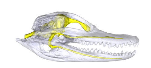 Nerves inside the skull. Crocodilian facial nerves are much more sensitive than humans. This allows the crocodile to detect minute disruptions in water as they hunt for prey or search for a mate. Image credit: University of Missouri 