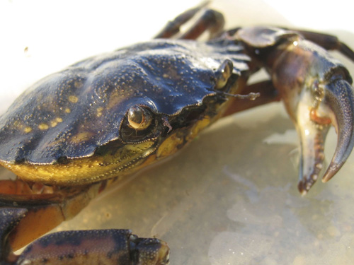 Conquering hero. Just the sight of Carcinus maenas, the invasive green crab, sends marsh grass-eating Sesarma reticulatum crabs running for their lives. The marshes and their grasses slowly recover. Image credit: Catherine Matassa/Northeastern University 