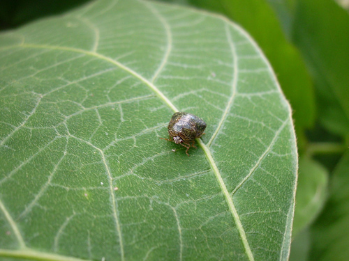 Researchers found kudzu bugs were able to feed exclusively on soybeans, reach maturity and reproduce. Click image to enlarge. (Photo credit: Alejandro Del Pozo-Valdivia)