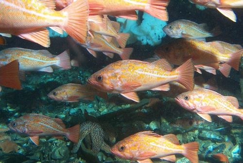 Rockfishes inhabit oil platforms offshore of California. Image credit: Donna Schroeder , Bureau of Ocean Energy Management (BOEM)