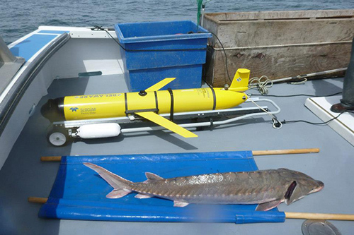 The OTIS glider waiting on deck while an Atlantic sturgeon gets tagged and released. Photos by Matt Breece, Kevin Wark and Doug White. Activities authorized under NMFS Permit No. 16507-01.