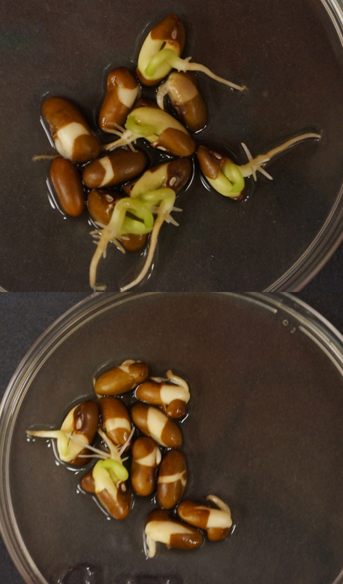 Bean seeds treated with hydrogen sulfide showed substantially more development at 96 hours after germination (top photo) than did the untreated control seeds (bottom).  Image credit: Frederick Dooley