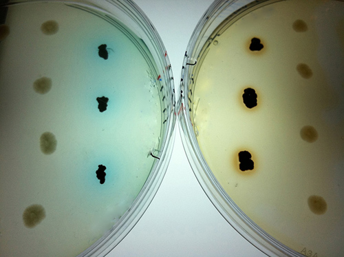 Dyes are added to colonies of superoxide-producing bacteria growing on laboratory plates. (Image credit: Tong Zhang, Woods Hole Oceanographic Institution)