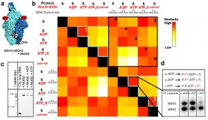 Data in this revolutionary structural comparison map is presented as a color-coded checkerboard with similarity scores displayed as gradients moving from red, indicating high, to white, indicating low, and various shades of orange and yellow in between. Image credit: Berkeley Lab (Click image to enlarge)