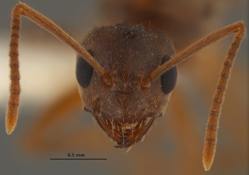 In 2012 the species was formally identified asNylanderia fulva, which is native to northern Argentina and southern Brazil. Frequently referred to as Rasberry crazy ants, these ants recently have been given the official common name "Tawny crazy ants." Image credit: Image courtesy of Joe MacGown, Mississippi Entomological Museum