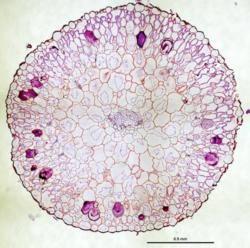 Ring of veins. Veins, internal to the dark purple-stained mucilage deposits of this cross-section of a succulent Phemeranthus teretifolius leaf, are arranged in a ring shape that reduces the distance between veins and photosynthetic cells. Image credit: Matt Ogburn 