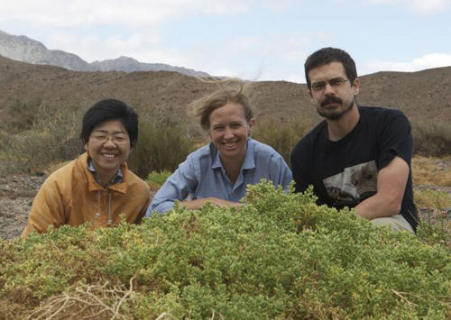 Field work. Erika Edwards (center), Matt Ogburn and postdoc Monica Arakaki found the rare succulent species Halophytum ameghinoi, which has 3-D venation, on a collecting trip to Argentina in 2010. Photo courtesy of Erika Edwards