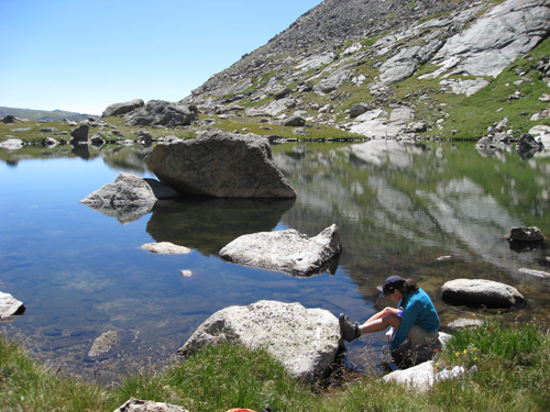 USGS Scientist Conducting Amphibian Research. Erin Muths (ARMI scientist, USGS) sampling frogs at a field site on Mt. Evans, Colorado. Location: Mt. Evans, CO, USA. Image credit: Don Campbell, USGS 