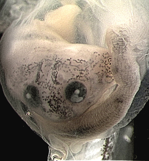 The face of an unfortunate Budgett's frog tadpole that is being digested inside the stomach of its larger sibling. Image credit: North Carolina State University