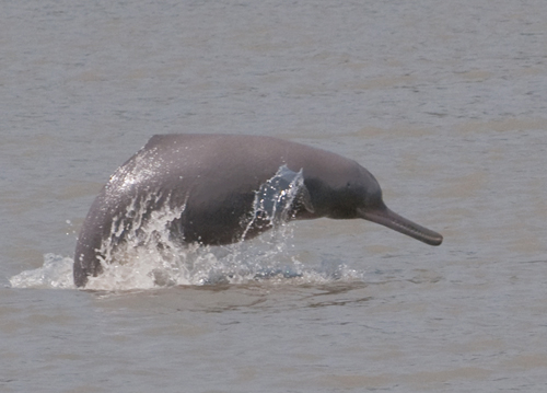 A rare sight of the fast and shy Ganges river dolphin. (Photo by Rubaiyat Mansur, Whale and Dolphin Conservation Society)