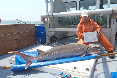 Graduate student Matt Breece with a recently tagged female Atlantic sturgeon off the coast of Delaware. Photos by Matt Breece, Kevin Wark and Doug White. Activities authorized under NMFS Permit No. 16507-01.