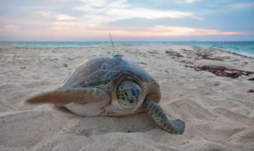 A Green sea turtle fitted with a USGS satellite tag on Loggerhead Key, Dry Tortugas National Park, Fl, USGS. Note: All marine turtle images taken in Florida were obtained with the approval of the U.S. Fish & Wildlife Service (USFWS) and the Florida Fish & Wildlife Conservation Commission (FWC), Marine Turtle Permit 176 issued to K.M. Hart, USGS, under conditions not harmful to this or other turtles. Location: Dry Tortugas, FL, USA. Image credit: Kaare Iverson, USGS