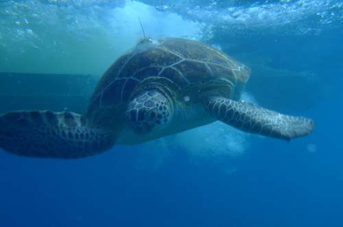 A green sea turtle, sporting a USGS satellite tag, swims the waters of Dry Tortugas National Park, Florida, USA. Note: All marine turtle images taken in Florida were obtained with the approval of the U.S. Fish & Wildlife Service (USFWS) and the Florida Fish & Wildlife Conservation Commission (FWC) under conditions not harmful to this or other turtles. The activity depicted was conducted pursuant to National Marine Fisheries Service Endangered Species Permit No. 13307-04 (issued to K.M. Hart, USGS) and FWC Permit No. 176 (issued to K.M. Hart, USGS). Location: Dry Tortugas, FL, USA. Image credit: Andrew Crowder, USGS 