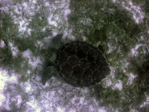 A green sea turtle (about 2.5 feet long) is caught by the georeferenced USGS ATRIS camera system while swimming over seagrass habitat at a depth of about 8 meters near Hospital Key in Dry Tortugas National Park. Location: Dry Tortugas, FL, USA. Image credit: Dave Zawada, USGS 