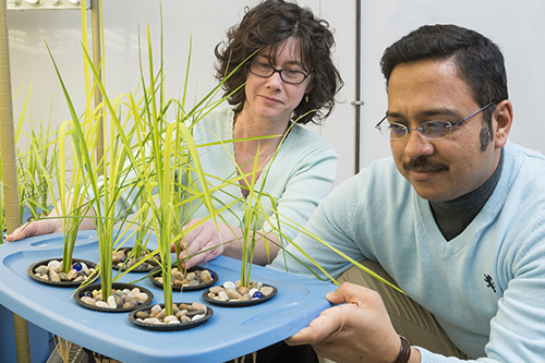 Professors Janine Sherrier and Harsh Bais are working to determine if a naturally occurring soil bacterium, known as UD 1023 because it was first characterized at the University of Delaware, can create an iron barrier that prevents the uptake of arsenic into rice plants. Photo by Kathy F. Atkinson