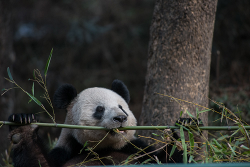 Pandas are difficult to distract when they’re focused on their favorite activity. Photo by Kurt Stepnitz