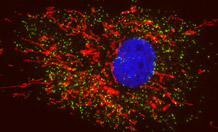 Peroxisomes (green) and mitochondria (red) in a mammalian cell. The nucleus (blue) contains the cellular DNA. Image credit: University of Exeter