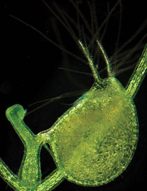 One of the prey-catching bladders as it appears under a light microscopy. When in bloom, the plant's yellow flowers appear above the surface of the ponds and rivers where it grows. (Photo by: Enrique Ibarra-Laclette and Claudia Anahí Pérez-Torres)