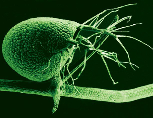 A scanning electron microscope image shows the tiny, 1-millimeter-long bladders used to catch small organisms by Utricularia gibba, the humped bladderwort plant (color added). The submerged growing plant is a voracious carnivore, with its bladders leveraging vacuum pressure to suck in tiny prey at great speed. (Photo by: Enrique Ibarra-Laclette and Claudia Anahí Pérez-Torres)