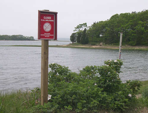 When shellfish accumulate dangerous toxins after filtering algae from water as food, public health is at risk. State and federal agencies monitor these shellfish for biotoxins and close affected areas, posting signs like this. Note that although the water appears clear, there is a danger present. (Photo by Judy Kleindinst, Woods Hole Oceanographic Institution)