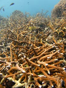 Staghorn coral (Image courtesy of Peter Mumby)