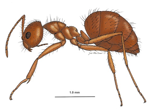 Tawny crazy ants were first discovered in the US in 2002 by a pest control operator in a suburb of Houston, and have since established populations in 21 counties in Texas, 20 counties in Florida, and a few sites in southern Mississippi and southern Louisiana. Image credit: By Joe MacGown, Mississippi Entomological Museum