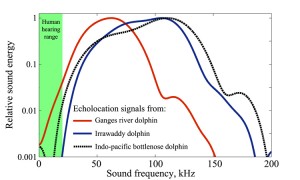 Toothed whales echolocate using ultrasonic signals  -- at frequencies too high for humans to hear. A new study led by WHOI postdoctoral fellow Frants Jensen found that the Ganges river dolphin produces sounds at a surprisingly low frequency compared to species of dolphins. This figure charts the energy distribution as a function of frequency for echolocation clicks used by three species of toothed whales: the Ganges river dolphin (not a member of the dolphin family, but rather the very old Platanistidae family), the Irrawaddy dolphin, a freshwater dolphin that ranges into coastal areas, and the Bottlenose dolphin, a marine dolphin. The relative sound energy has been “normalized” so the chart displays the same maximum sound energy production for each species.  All three species include signal energy at low frequency, but the members of the dolphin family (the Irrawaddy and Bottlenose dolphin) include signal energy at much higher frequency as well. Graph courtesy of Frants Havmand Jensen, Woods Hole Oceanographic Institution (Click image to enlarge)
