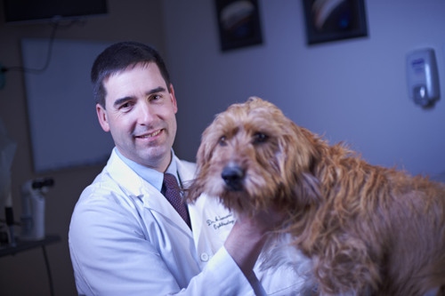 Veterinary ophthalmologist András Komáromy's work focuses on restoring vision in dogs, but his findings could also help treat people with inherited retinal disorders that cause blindness. Photo by Tom Gennara.