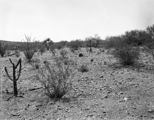 1958: This photograph was taken in 1958 by stake 912 in a flat area in the western part of the Desert Laboratory grounds. The plot's dominant shrubs are creosote bush (Larrea tridentate) and white ratany (Krameria grayi) plus some triangle-leaf bursage (Ambrosia deltoidea) and species of cholla cactus. (Photo credit: Raymond M. Turner/U.S. Geological Survey)