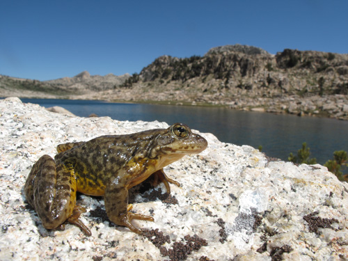 A Sierra Nevada yellow-legged frog (Rana sierrae) scans the landscape in Yosemite National Park. Location: Yosemite National Park, CA, USA. Image credit: Devin Edmonds, USGS 