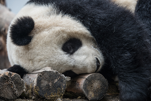 A young panda snores happily after tiring itself out playing. Photo by Kurt Stepnitz