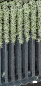 Arrays of tree-like nanowires consisting of Si trunks and TiO2 branches facilitate solar water-splitting in a fully integrated artificial photosynthesis system. Image credit: Berkeley Lab