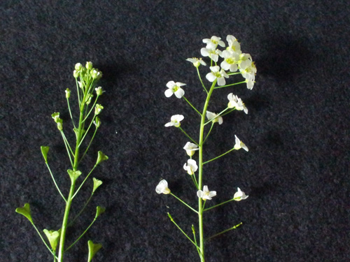 At left: Capsella rubella, red shepherd's purse, selfing derivative species. At right: Capsella grandiflora, outcrossing species. Image credit: Gavin Douglas and Young Wha Lee