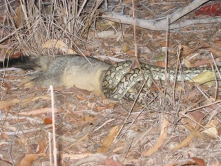 Feeding relationships within natural ecosystems, such as this python capturing a juvenile possum, will be altered by climate change, life scientists report. This could have significant impacts for the survival of species and the stability of ecosystems. Image credit: Anthony Dell