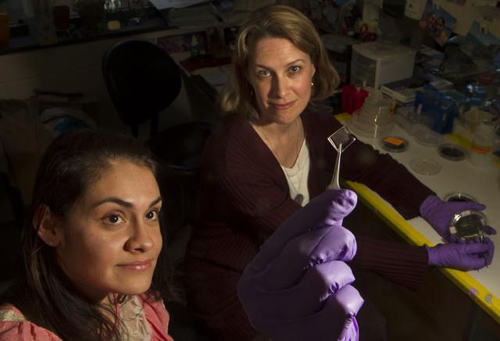 The secrets of Schwann-like substrates. Cristina Lopez-Fagundo, left, and Diane Hoffman-Kim are figuring out optimal designs for implants that will guide neuron growth in new tissue. Image credit: Mike Cohea/Brown University