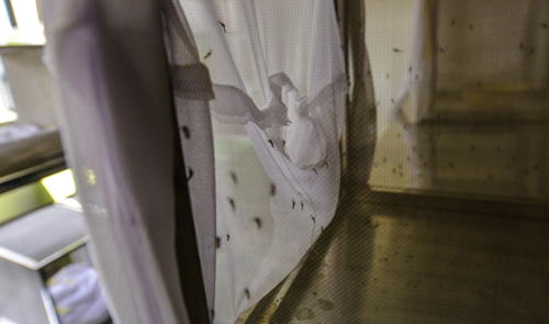 Mosquitos in the lab. Photo by Kurt Stepnitz