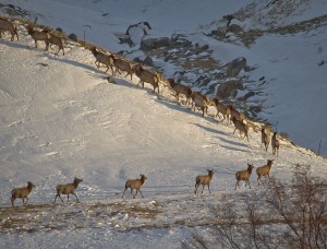 Elk traveling on winter range in the northwestern Greater Yellowstone Ecosystem after crossing the Madison River near Ennis, Montana, 2008. Location: MT, USA. Image credit: Jonny Armstrong, Wyoming Cooperative Wildlife Research Unit/Univ. of Wyoming (Click image to enlarge)