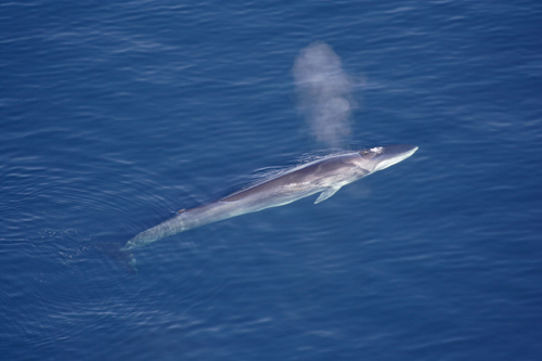 Fin whale surfacing in Greenland. Image credit: Aqqa Rosing-Asvid / Flickr