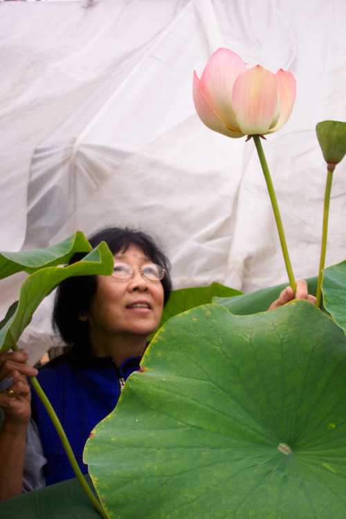 Jane Shen-Miller with Nelumbo nucifera, more commonly known as the 'sacred lotus'. Image credit: University of California