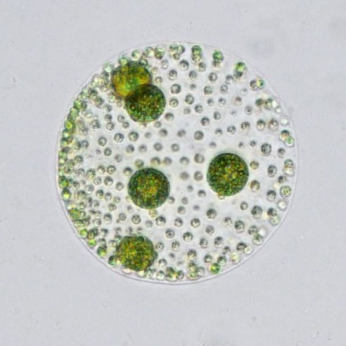 Juvenile Volvox carteri colonies show different cell types, with larger reproductive germ cells and smaller somatic cells. (Photo by Deborah Shelton)