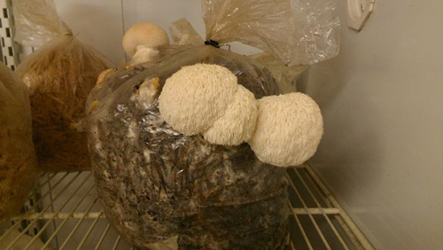 Woodchips and shredded mesquite pods are used as a substrate for a mushroom called lion’s mane. (Photo by Barry Pryor)
