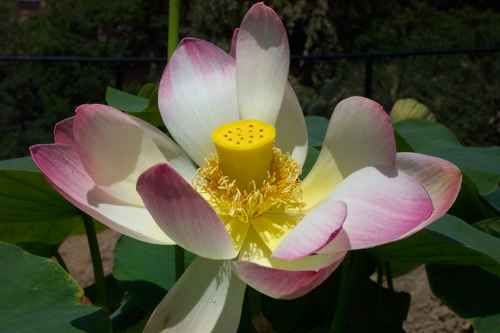 Nelumbo nucifera from China, more commonly known as the 'sacred lotus'. Image credit: Jane Shen-Miller /UCLA