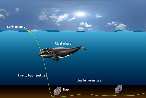 Illustration of how North Atlantic right whales get entangled in fishing gear. The gear hinders whales’ ability to eat and migrate, depletes their energy as they drag gear for months or years, and can result in a slow death. (Illustration by Graphic Services, Woods Hole Oceanographic Institution)