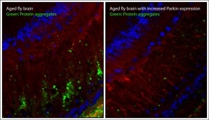 Parkin gene is 'neuro-protective during aging'. In this image, fewer protein aggregates (green) accumulate in the aged fly brain when the gene parkin is overexpressed. (F-actin, a cytoskeleton protein, is seen in red and cell nuclei are seen in blue.) Image credit: Anil Rana/UCLA Life Sciences (Click image to enlarge)