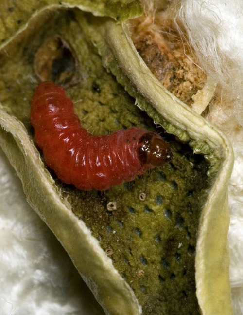 A pink bollworm caterpillar emerges after devouring the seeds within a cotton boll. This devastating pest quickly evolved resistance to genetically modified cotton in India, but not in the Southwestern United States where a coordinated resistance management program has been in place since the biotech crop was introduced in 1996. (Photo by: Alex Yelich/The University of Arizona)