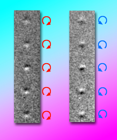 Magnetic transmission soft x-ray microscopy shows the reverse of spin circularity in magnetic vortices in a row of nanodisks, after applying a 1.5 nanosecond pulse of magnetic field. The change from left to right is not a change in lighting, as it may appear, but is instead due to changing magnetic contrast. Image credit: Berkeley Lab